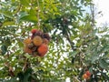 Rambutan fruits or Nephelium lappaceum on tree. a tropical tree in the family Sapindaceae. Royalty Free Stock Photo