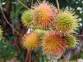 Rambutan fruits or Nephelium lappaceum on tree. Yellow, red, and green fruit hanging on its tree Royalty Free Stock Photo