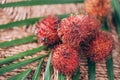 Rambutan fruits with palm leaves on rattan background. Top view. Copy space. Tropical fruit. Nephelium lappaceum. Flat lay. Exotic Royalty Free Stock Photo