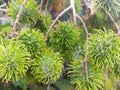 Rambutan Fruits at a Tree Royalty Free Stock Photo