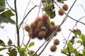 Rambutan fruits on the tree has a delicious sweet taste. Royalty Free Stock Photo