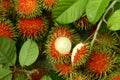 Rambutan the hairy sweet tropical fruits Royalty Free Stock Photo