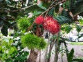 Rambutan, hairyfruit red and green color Royalty Free Stock Photo