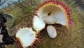 Rambutan Nephelium Lappaceum fruits and its flesh Royalty Free Stock Photo