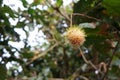 Rambutan Nephelium lappaceum tropical Exotic fruit Royalty Free Stock Photo