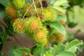 Rambutan, fruit in garden