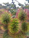 Rambutan