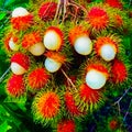 Rambutan, red fruit with hairs around the wound, Royalty Free Stock Photo