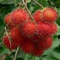 Rambutan, red fruit with hairs around the wound, clear white flesh, sweet, Royalty Free Stock Photo