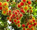 Rambutan, red fruit with hairs around the wound Royalty Free Stock Photo