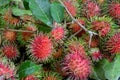 Rambutan.Red Rambutan on the tree Royalty Free Stock Photo