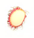 Rambutan red tropical fruit Royalty Free Stock Photo