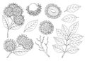 Rambutan. Set with fruit, bunch and leaves. Nephelium lappaceum. Tropical exotic fruit. Hand draw sketch. Royalty Free Stock Photo