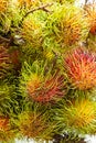 Rambutan sweet tasty shaggy a heap - a background close up fresh fruit of Asia the market of Vietnam and Taland Royalty Free Stock Photo