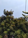 rambutan tree bearing fruit