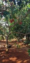 Rambutan tree enak