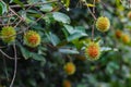 Rambutan on tree