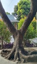 The rambutan tree has a unique stem