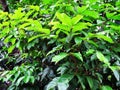 Rambutan tree leaves