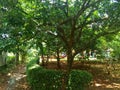 a rambutan tree in the middle of a large garden, beside it there is a narrow path Royalty Free Stock Photo