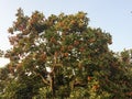 Rambutan Tree