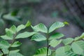 Rambutan tree, rambutan plant or Nephelium lappaceum Linn and ant Royalty Free Stock Photo