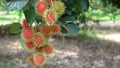 Rambutan fruit on tree, tropical fruit in Asia