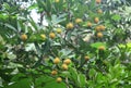 Rambutan Tree with Ripening Fruits