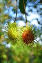 Rambutan on tree, Tropical fruit in Thailand Royalty Free Stock Photo