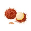 Rambutan vector illustration isolated on white background. Juicy tropical exotic fruit.