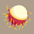 Rambutan vector illustration. Sweet delicious fruit.