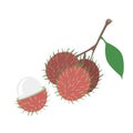 Rambutan vector isolated on white