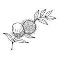 Rambutan. Vector stock illustration eps10. Outline, isolate on white background. Hand drawn.