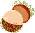 Rambutan vector on white