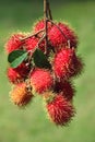 Rambutans fruit Royalty Free Stock Photo