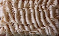 Ramen noodle texture Royalty Free Stock Photo
