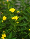 Ramgoat dashalong, yellow alder, or Turnera ulmifolia Royalty Free Stock Photo