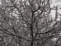 A ramified snowy tree Royalty Free Stock Photo