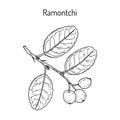 Ramontchi flacourtia indica , eatable and medicinal plant