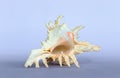 Ramose Murex Shell Upside Down View On A Neutral Background