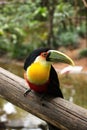 Ramphastos dicolorus