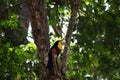 Ramphastos dicolorus toucan with open beak Royalty Free Stock Photo