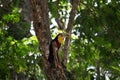 Ramphastos dicolorus toucan with open beak