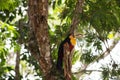 Ramphastos dicolorus toucan with open beak