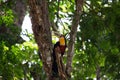 Ramphastos dicolorus toucan with open beak Royalty Free Stock Photo