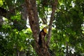 Ramphastos dicolorus toucan with open beak