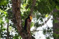 Ramphastos dicolorus toucan with open beak