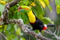 Ramphastos sulfuratus, Keel-billed toucan costa rica