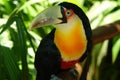 Curious Toucan from the Birds Park, Foz do Iguazu