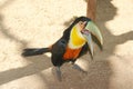 Cute Toucan from the Birds Park, Foz do Iguazu